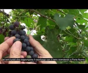 Grapes in Town e "Portici Divini" 2023