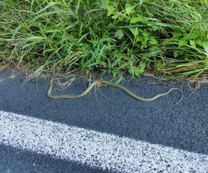Avigliana, un serpente in auto: la polstrada soccorre una donna