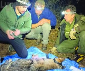Catturato e infertilizzato un altro ibrido lupo-cane