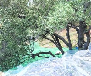 Nasce a picco sulle Gorge della Dora il primo "Olio delle Aquile"