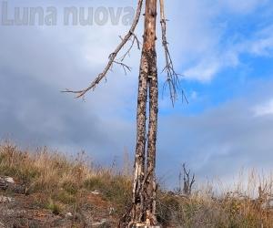 "ll guardiano del bosco": la fragilità del Musinè è un monito d’artista 