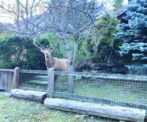Martino, il cervo che a Bardonecchia si invita a casa