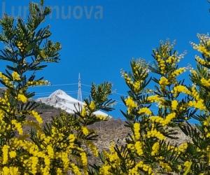 Adelaide si colora di giallo intenso: mimose fiorite ad inizio febbraio