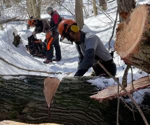 S.Giorio: una piccola Vaia sul sentiero per il rifugio Geat Val Gravio