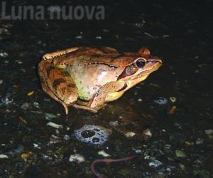 Avigliana, una notte al parco per scoprire la vita segreta degli anfibi