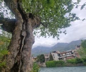Protesta a Bussoleno: «Non tagliate i platani del Lungodora»