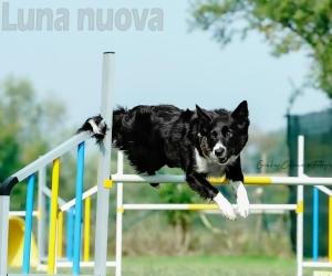 Collegno capitale europea dell'agility dog