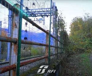 Fauna e incidenti stradali: alta valle Susa "epicentro"