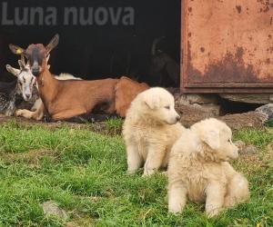 Milord & C: se i cani da bergè potessero parlare