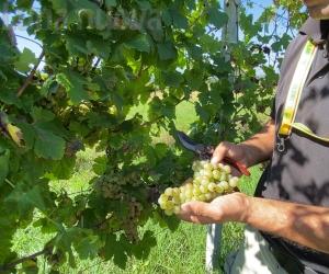 Vendemmia 2024: produzione a rischio crollo
