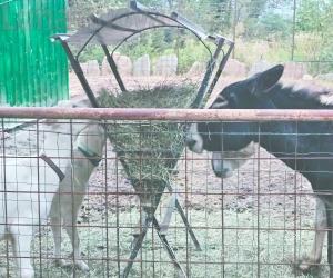 Mattie: tornano a casa gli animali di Eric