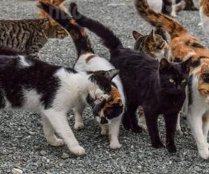 Finanziati 25 progetti per gatti randagi e colonie feline