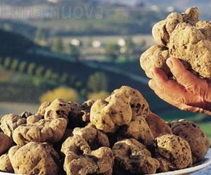 Dal 1° ottobre la “cerca” del tartufo