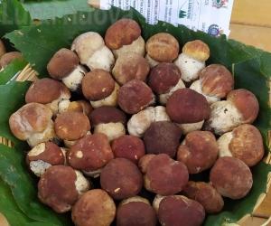 A Giaveno piovono porcini: l’autunno a tavola è servito