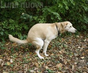 Orbassano, banca del dna canino contro i padroni incivili