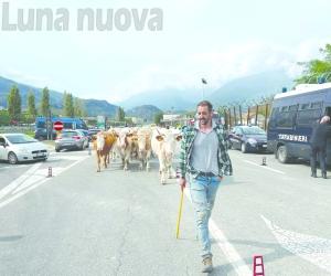 E le "mucche ribelli" attraversano il fortino chiuso al traffico