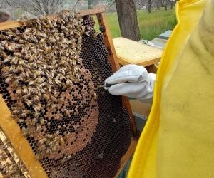 Come sta la collina morenica? Ce lo dicono le api