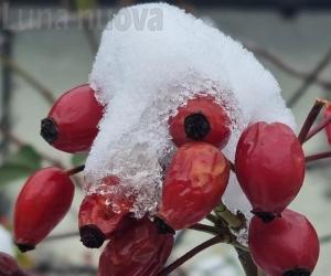 Tornano "I racconti dell'albero". E arrivano le letterine di Babbo Natale