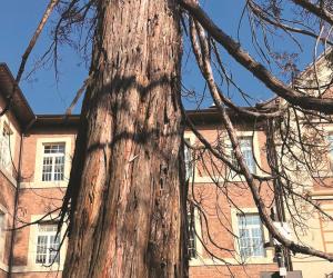 Collegno, 22 alberi da abbattere: colpa del fungo killer
