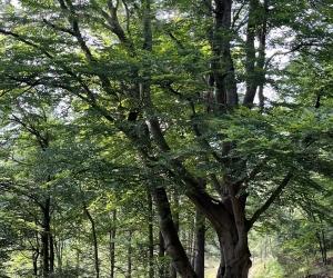 "Come un albero": l’albicocco della nonna è uno scrigno di ricordi