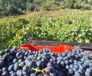 Etichette Ue "allarmistiche": Coldiretti non ci sta