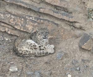 Bussoleno: Ezio Giuliano mette nell'obiettivo il leopardo delle nevi