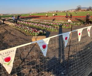 La primavera inizia in mezzo a migliaia di tulipani