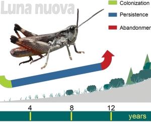 Alta valle: una rara cavalletta tra il greto della Dora e i torrenti