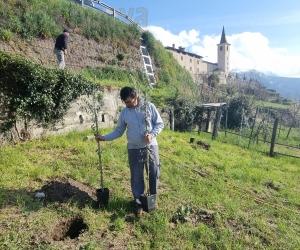 Giaglione, l'olio alpino nel santuario viticolo