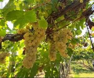 Dazi Trump: l’allarme del mondo agricolo e delle piccole medie imprese