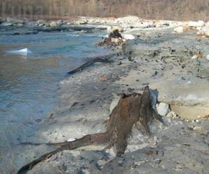 "Foreste fossili": quando c’erano solo alberi a perdita d’occhio