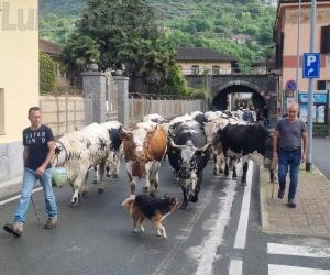 Maggio, andiamo: è tempo di alpeggio