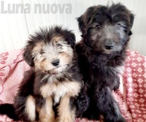 Smilla e Bob bloccati sul precipizio, salvati dai vigili del fuoco