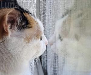 Musetti e zampe: "La mia foto alla Luna", è l'ora di Bau & Miao