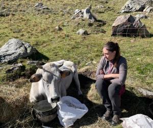 Coazze, non c’è l’elicottero: la mucca Emma muore in alpeggio