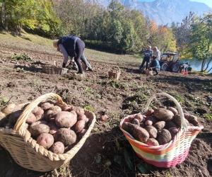 La patata del lago, a 1500 metri