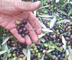 Olio: Roceja in controtendenza, è record di produzione