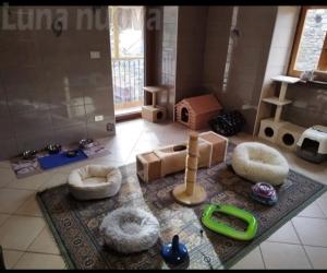 Susa: i gatti dei Ciaparat adesso hanno una casa