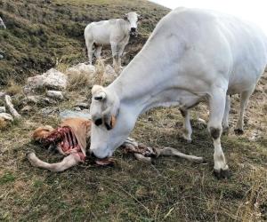 «I lupi attaccano anche mucche e bovini adulti»