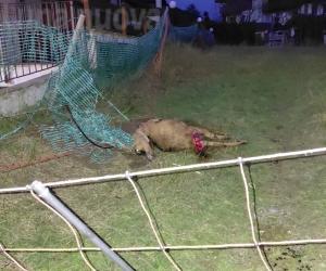 Oulx: il lupo colpisce tra i condomini