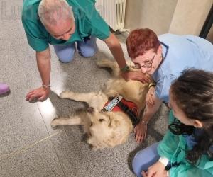 Rivoli, dottori a quattro zampe in Pediatria
