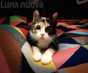 "Armonia di sguardi e colori": due volte Kara per il contest "Bau & Miao"