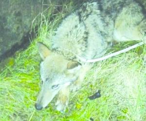 Una lupa investita in bassa valle sull&rsquo;ex statale 24