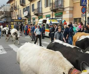 Condove: sfila la transumanza per la Fiera della Toma