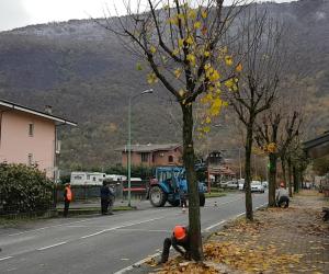 Vaie, tarlo asiatico del fusto: cadono gli aceri sul viale