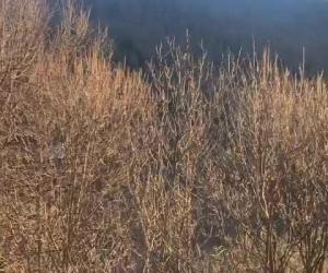 Rubiana: è ripreso l'incendio al Col del Lys, situazione sotto controllo