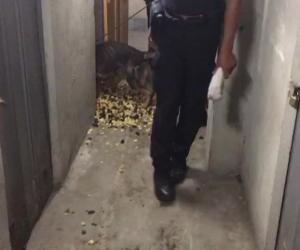 Spaccio di eroina nel ‘Sottobosco’: 12 arresti tra la valle di Susa e Torino