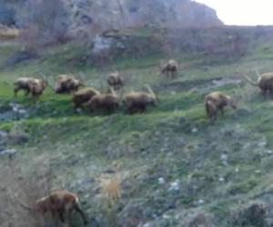 Cento stambecchi all'alba a Rochemolles