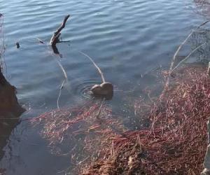 Avigliana, spunta una nutria nel lago Grande: «Nessun allarme»