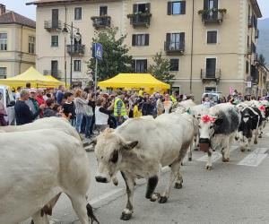 Fiera della Toma: Condove saluta la transumanza in piazza Martiri